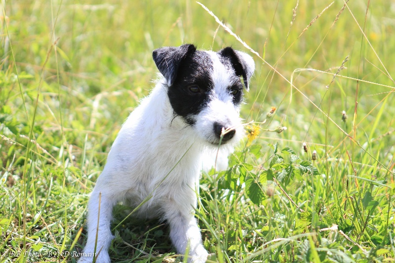 CH. cumbreck Jack the lad