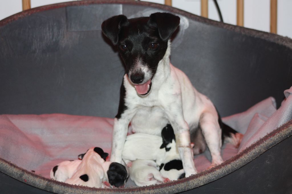 chiot Jack Russell Terrier Blackness
