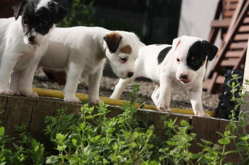 Blackness - Parson Russell Terrier - Portée née le 21/08/2014