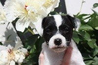 Blackness - Parson Russell Terrier - Portée née le 02/05/2019