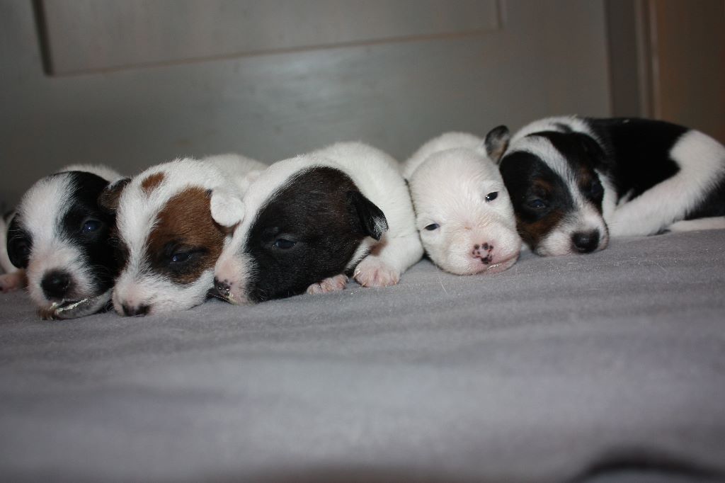 Blackness - Parson Russell Terrier - Portée née le 08/06/2018