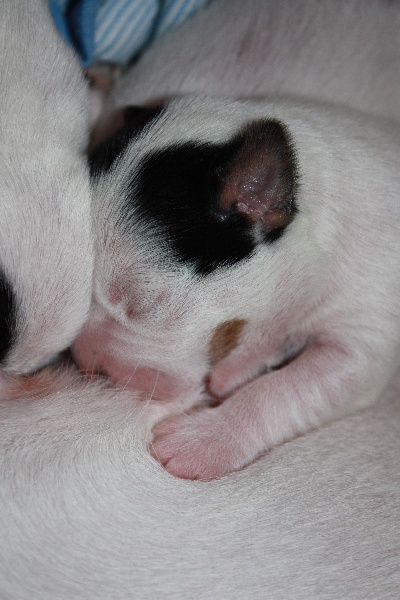 Chiots Cosette et Azio 19/01/10